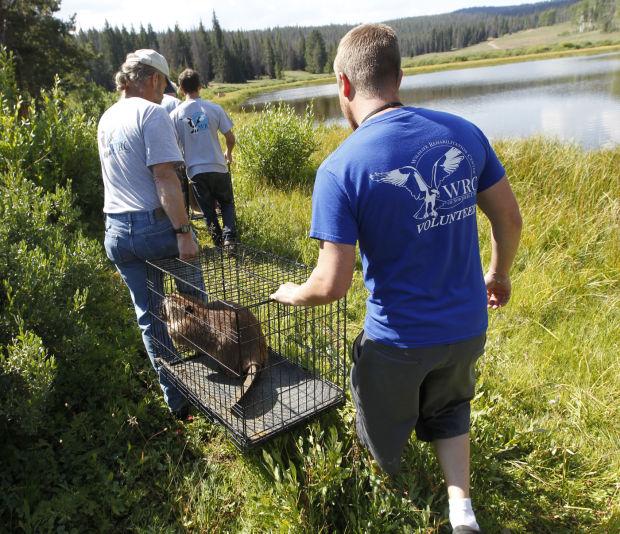 Fuel Leak Beaver Recovery